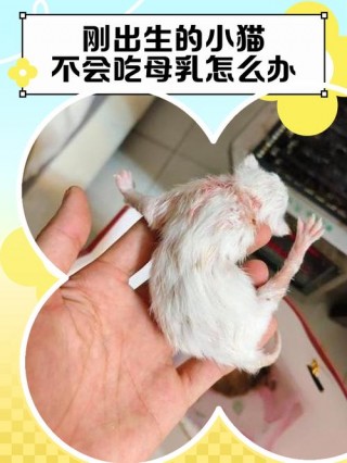 刚出生猫咪怎么喂奶？刚出生猫咪喂奶多少毫升（最新）