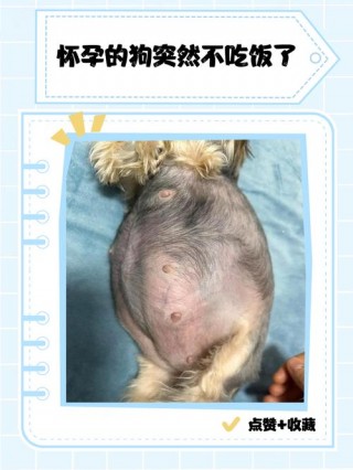 狗狗怀孕不吃饭怎么办，（狗狗怀孕不吃饭了）
