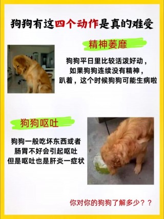 狗狗肝脏不好怎么调理，（狗狗肝损伤恢复一般要多久）