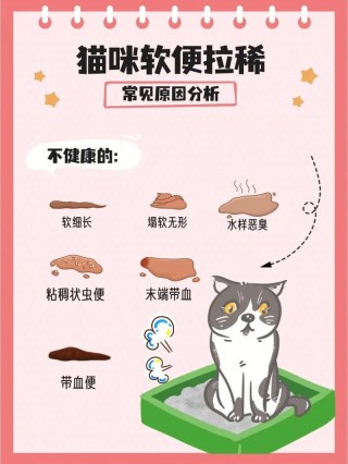 猫咪拉稀像泥浆很臭？猫咪拉稀像泥浆很臭但精神很好怎么办（最新）