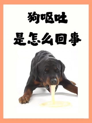 狗狗吃多了会吐吗？狗狗吃多了会吐么（最新）