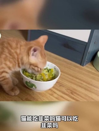 猫咪能吃韭菜吗，猫咪能吃韭菜吗煮熟的？
