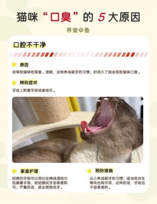 猫咪口臭是怎么回事，（猫咪口臭是什么引起的）