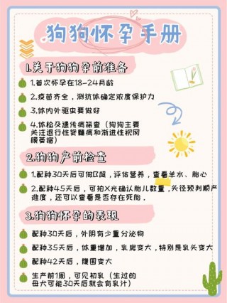 狗狗怀孕怎么照顾，狗狗怀孕应该怎么照顾？