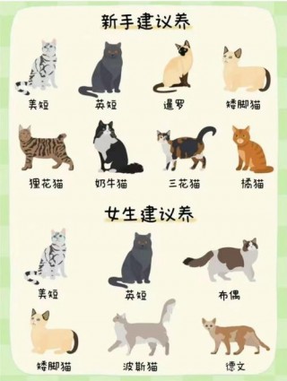家里没人猫咪怎么处理，家里没人猫会不会无聊？