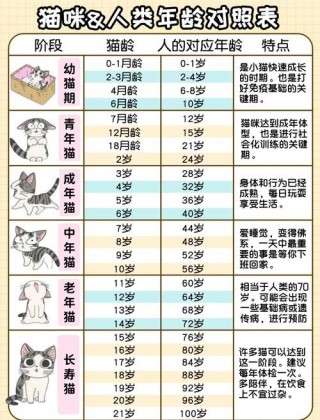 猫咪怎么看年龄，（猫咪怎么看年龄暹罗猫）