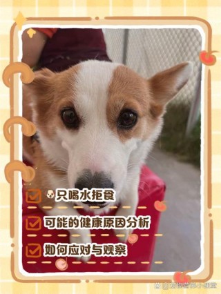 狗狗不吃东西只喝水怎么办？狗狗不吃东西只喝水怎么办?（最新）