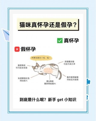 猫咪假孕什么症状，（猫假孕最明显三个迹象）