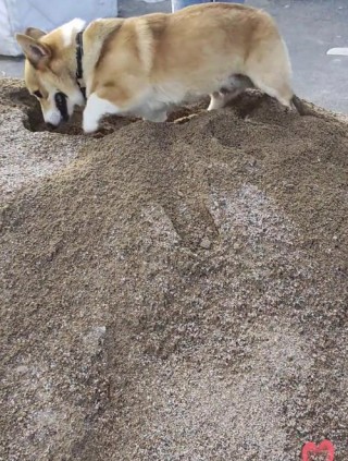 狗狗吃了沙子怎么办，狗狗吃了沙子有事吗？