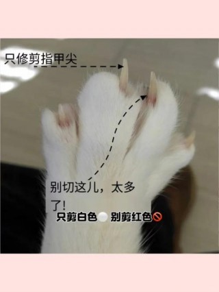 猫咪多大剪指甲，（猫咪多大剪指甲比较好）