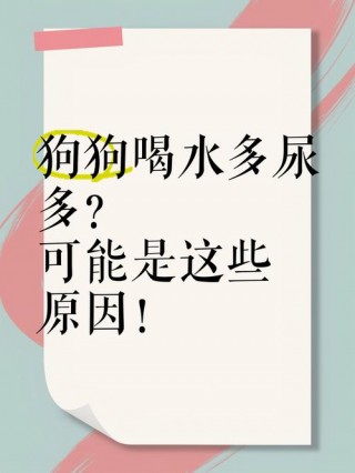 狗狗滴尿是怎么回事啊？狗狗滴尿是什么原因（最新）