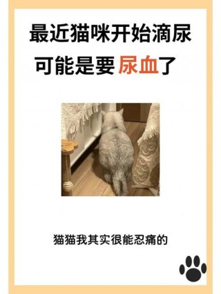 猫咪尿血能自愈吗？母猫尿血吃什么药比较好（最新）