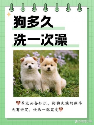狗狗多长时间洗澡，（狗狗洗澡用什么洗比较好）