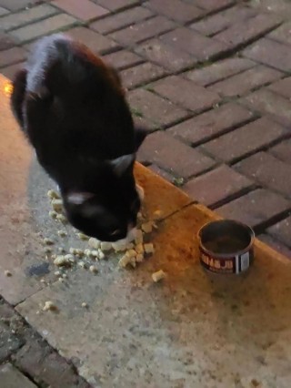 猫咪能吃鸭肉吗，猫咪能吃鸭肉吗煮熟的？