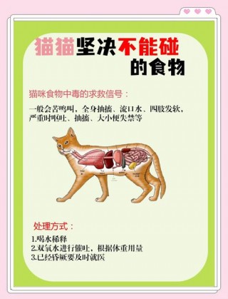 猫咪不可以吃什么，（猫咪不可以吃什么人类的食物）