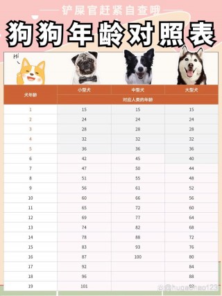 怎么辨别狗狗的年龄，怎么样辨别狗狗年龄？