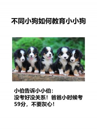 怎么改掉狗狗乱咬东西，如何纠正狗狗乱咬东西？