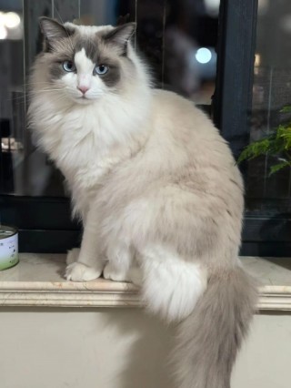 猫咪夏天要剃毛吗，（夏天猫咪用剃毛吗）