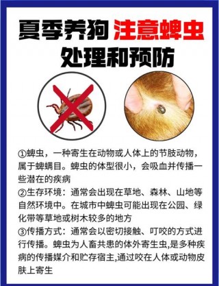 如何去除狗狗身上的蜱虫，如何去除狗狗身上的蜱虫视频？