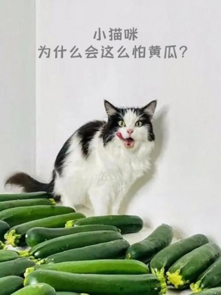 猫咪为啥怕黄瓜，为什么猫会怕黄瓜？