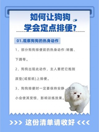 怎么帮助狗狗排便，怎么帮助狗狗排泄？