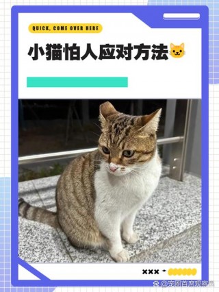 猫咪怕人怎么办？猫猫很怕人怎么办（最新）