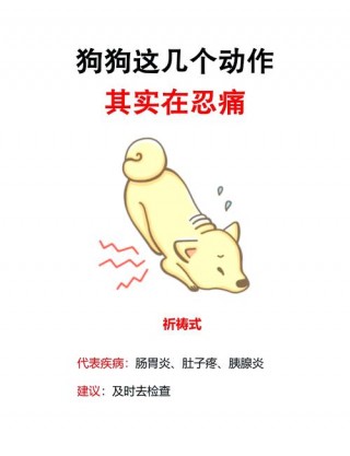狗狗肚子不舒服的表现，狗狗肚子不舒服咋办？