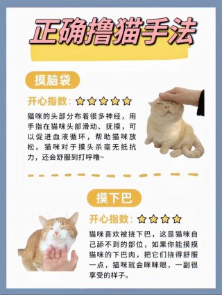 猫咪不开心怎么办，（猫咪不开心怎么办?）