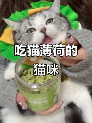 猫薄荷对猫咪的害处？猫薄荷对猫有危害吗?作用是什么呢?（最新）
