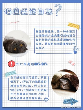 猫咪得猫瘟能治好吗，（猫咪得猫瘟能治好吗）
