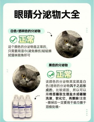 猫咪总有眼屎怎么办，（猫老是有眼屎怎么办）