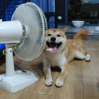 狗狗能吹电风扇吗，（狗狗能吹电风扇睡觉吗）
