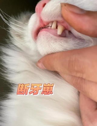 猫咪牙断了怎么办，（猫咪牙断了一点怎么办）