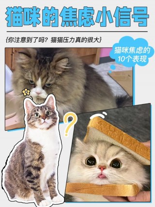 猫咪焦虑的表现？猫咪焦虑会有哪些表现（最新）