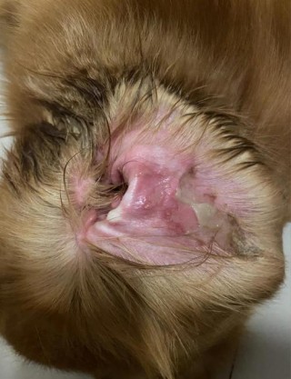 狗狗耳朵流黄水怎么办？狗狗耳朵有黄水（最新）