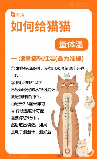 如何给猫咪量体温，（怎样给猫量体温准确）