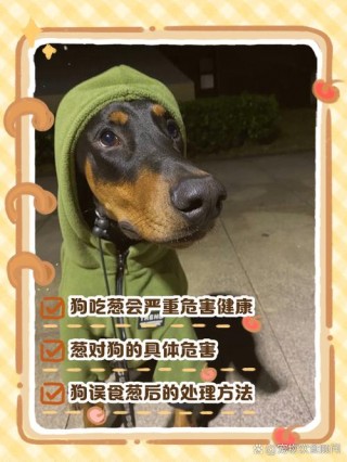 狗狗能吃葱花吗，狗狗可以吃一点葱花吗？