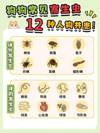 狗狗呕吐有虫子怎么办，（狗狗呕吐里面有虫子怎么办呀）