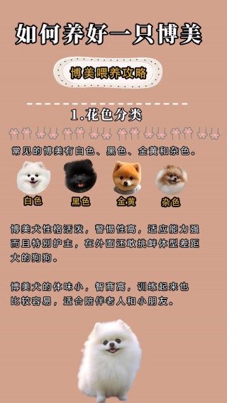 博美狗狗怎么养，（博美狗狗怎么养才健康）