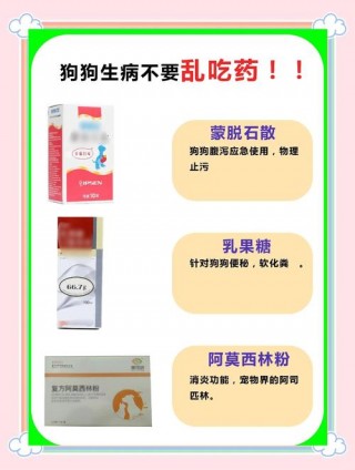 狗狗发烧用什么药？狗发热是什么症状（最新）