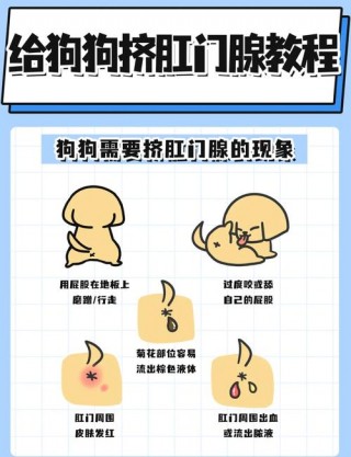 狗狗屁股发炎了怎么办？狗狗屁股红肿流脓怎么回事（最新）