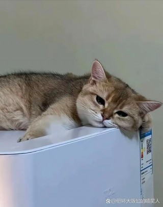 猫咪怕生怎么办，猫咪怕生怎么办,爱抓人？