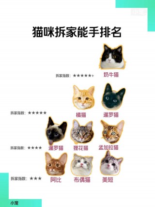 猫咪拆家怎么办，猫咪拆家怎么办?？