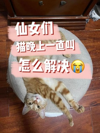 猫咪总叫唤是怎么了，猫咪老叫唤什么意思？