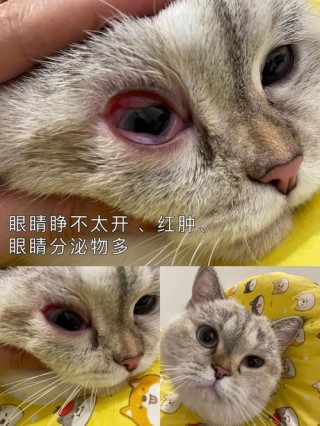 猫咪眼睛突然肿了？猫咪眼睛突然肿了要警惕（最新）