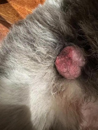 狗狗蛋蛋破皮了怎么办？狗狗的蛋蛋皮烂掉了（最新）