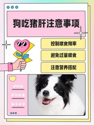 狗狗吃猪肝好吗？狗狗一天能吃多少猪肝（最新）