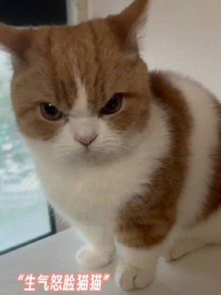 猫咪生气的声音，猫咪生气的声音mp3？