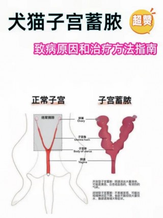 猫咪子宫蓄脓手术费用，猫咪子宫蓄脓手术费用多少钱？