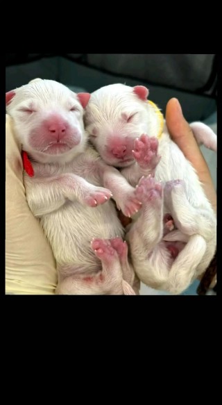 狗狗怀孕几个月生宝宝，狗狗怀孕几个月后生小狗崽？